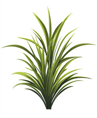 Spider plant isolated on white background