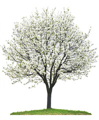 Obraz premium spring tree with white blossoms isolated on white background