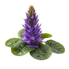 A Bright Purple Pickerelweed Flower Blooming Isolated on Transparent Background