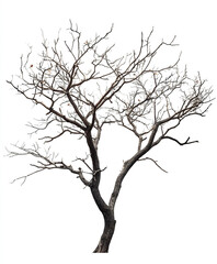 Obraz premium Bare tree with intricate branches isolated on white background