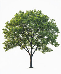 Obraz premium lush green tree isolated on white background