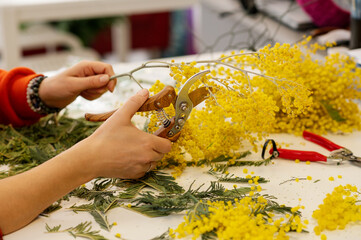 The hands of a florist's girl are pruning the branches of a flowering mimosa with pruning shears....