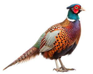 Fototapeta premium male european pheasant in front on a transparent background