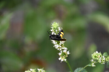 Fresh Mint Blossom in Full Bloom
