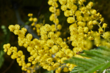 Mimosa blooming close up macro