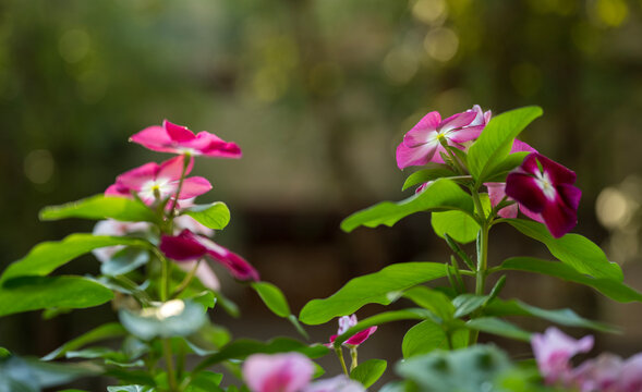 "Vinka", a beautiful purple flower in a garden plant on the terrace. Blurred background.