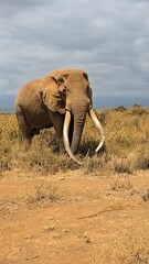 Fototapeta premium Majestic elephant with large tusks walking in the african savanna in Kenya