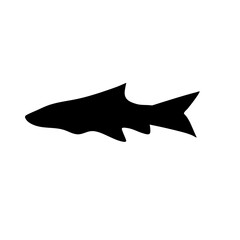 Fish sea silhouette vector
