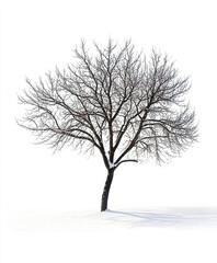 Fototapeta premium Isolated winter tree on white background, casting shadow