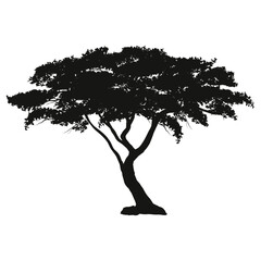 dense mopani tree illustration