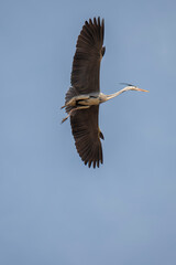 장엄한 해오라기의 비행
