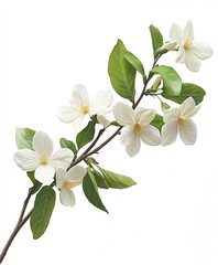 Fototapeta premium White Wrightia flowers with green leaves on white background