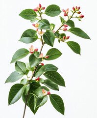 Fototapeta premium Branch with green leaves and pink flowers on white background