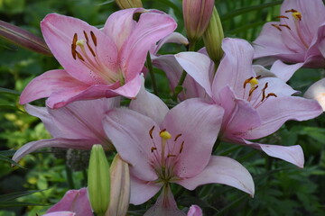 Elegant Pink Lily in Full Bloom
