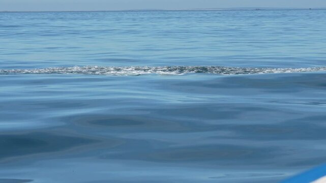 grey whale spy hopping mexico bahia magdalena san ignacio lagoon
