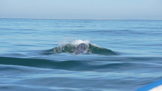 grey whale spy hopping mexico bahia magdalena san ignacio lagoon
