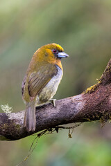 Fototapeta premium Semnornis frantzii, The prong-billed barbet, native to humid forest