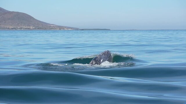 grey whale spy hopping mexico bahia magdalena san ignacio lagoon