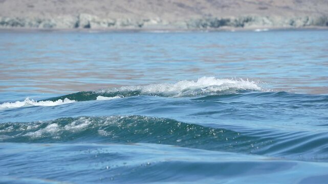 grey whale spy hopping mexico bahia magdalena san ignacio lagoon