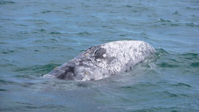 grey whale spy hopping mexico bahia magdalena san ignacio lagoon