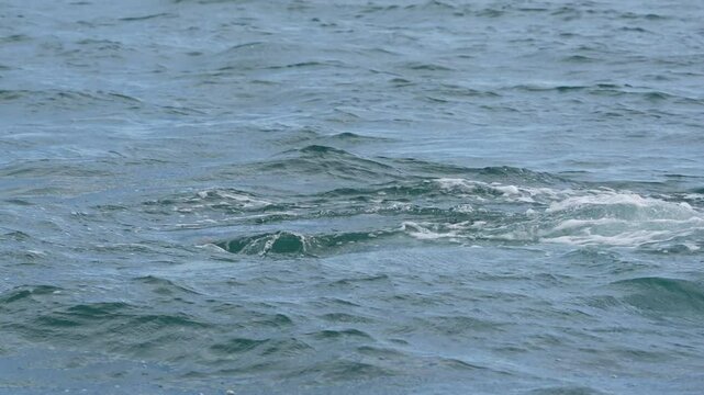 grey whale spy hopping mexico bahia magdalena san ignacio lagoon