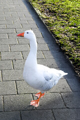 Weiße Gans in der Stadt