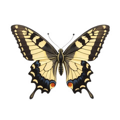 Yellow-Butterfly-Closeup-Papilio-Machaon-Insect-Wings-Black-Background