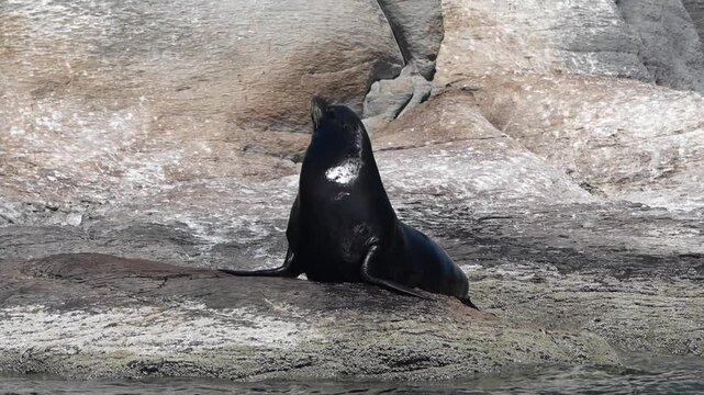 sea lions colony in cortez sea baja california sur mexico cerralvo island