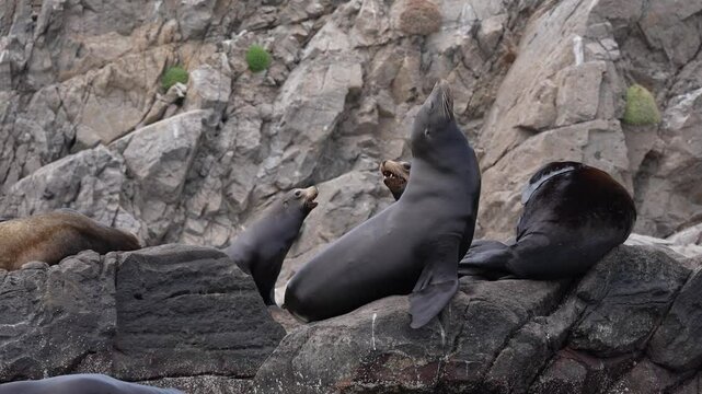 sea lions colony in cortez sea baja california sur mexico cerralvo island