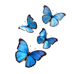 Blue-Butterflies-on-Black-Background-Insect-Nature-Art