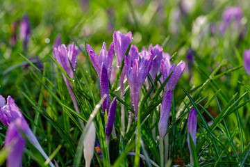 Obraz premium Purple crocuses bloom in a lush green meadow on a sunny spring morning, creating a colorful display of nature's beauty