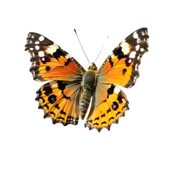 Orange-Butterfly-Isolated-Wings-Insect-Closeup-Macro-Photo