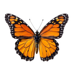 Obraz premium Monarch-Butterfly_Orange_Wings_Black_Background_CloseUp