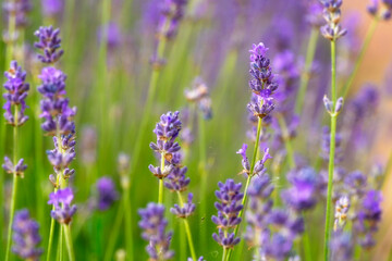 Naklejka premium Lavender flowers blooming in sunny garden showcasing vibrant purple hues during mid-summer season
