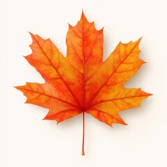Obraz premium Intricate Autumn Maple Leaf with Vibrant Orange and Red Hues Isolated on White Background