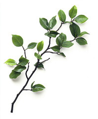 Obraz premium green branch with leaves isolated on white background
