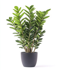 Fototapeta premium Zamioculcas zamiifolia in black pot on white background