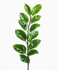 Obraz premium vibrant green Zamioculcas zamiifolia branch isolated on white