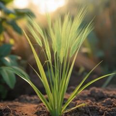 Obraz premium Highly detailed close-up photograph of a mature paddy rice plant, surrounded by lush green foliages in the corp field. 