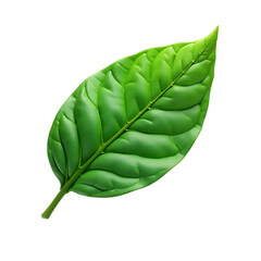 Fototapeta premium Green-Leaf_Macro-Isolated_Leaf-Veins-Nature-Botany