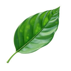 Fototapeta premium Green-Leaf-Closeup-Plant-Nature-Single-Leaf-Botany-Foliage