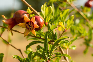 A small tree with pomegranate fruits. Plants in the garden. Sweet red berry for increasing hemoglobin grows in the garden in the southern regions of Ukraine..