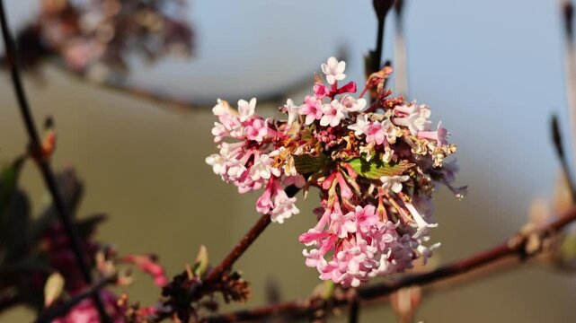 Winter snowball (Viburnum bodnantense Dawn)