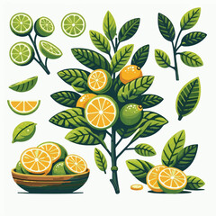 green, citrus, tropical, background, fresh, food, juice, organic, fruit, closeup, juicy, nature, leaf, vitamin, healthy, ripe, yellow, isolated, color, orange, natural, white, sweet, object, diet, ing