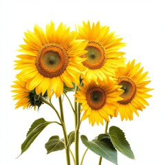 Fototapeta premium Bright yellow sunflowers in full bloom, featuring lush green stems and vivid petals, softly illuminated against a simple white background for clarity.