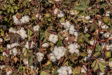 Cotton plants on a field in Mardin province, Turkey
