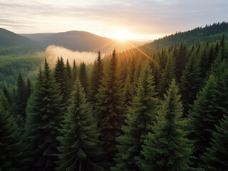 Fototapeta premium Sunrise gracefully illuminates misty forest landscape in early morning tranquility