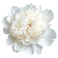 A Beautiful Peony with Layers of Soft Petals Isolated on Transparent Background