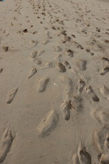 Footsteps on the beach stock photo