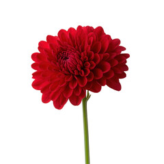 Red Dahlia Flowers